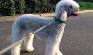 披着羊皮的狗，被称为“狗中变色龙”，可爱的贝灵顿实际上是猎犬