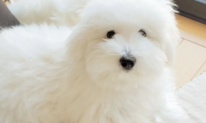 百科 | 棉花面纱犬，一只抗抑郁的“棉花糖”