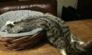 网友朋友圈晒猫咪睡姿，看到照片笑喷了，猫：我有家传“缩骨功”