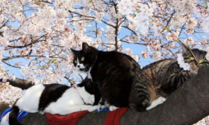 日本长野山中惊现21只猫 警方搜查遗弃人