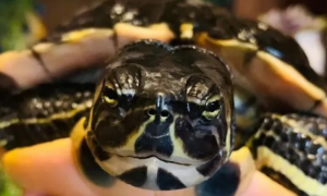 巴西龟和黄耳龟谁更凶