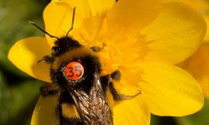伦敦大学的学者 替百只蜜蜂装上牌照