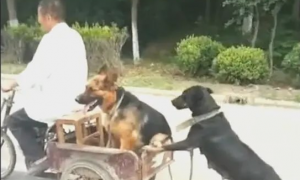 二只狗狗帮助大爷推三轮车，每日跟老大爷不离不弃！