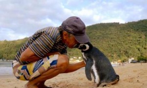 一只知恩图报的企鹅，每年游8千公里，只为看望恩人