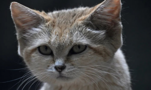 沙丘猫——家猫般可爱 猛禽般凶狠