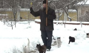 跟在神职者身后排队祈福 俄罗斯猫咪们好虔诚