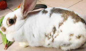 维兰特兔的价格：一般在200-500元不等