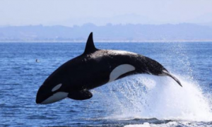 大连獐子岛发现3头虎鲸，能轻松捕食大白鲨，却忌惮座头鲸