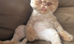 猫咪招牌姿势图片 | 网上一只新秀猫咪诞生了