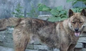 濒危的中华田园犬，还是稀有犬种：虎斑犬