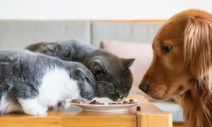 狗能吃猫的粮食或者罐头吗？