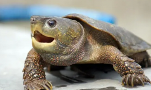 平胸龟为什么濒危？平胸龟是什么龟？