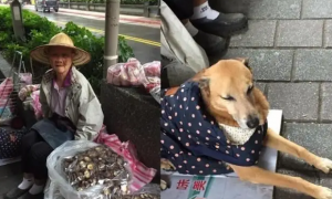 台湾贫困老妇十年喂狗感动千万网民