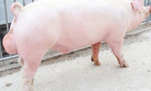 广泛分布于世界各地的家养猪品种——大白猪