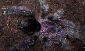 厄瓜多尔蜘蛛——紫粉趾