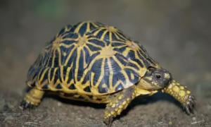 翘缘陆龟是不是挺胸龟？翘缘陆龟是什么龟？