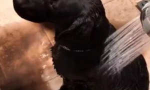 主人给黑狗洗澡，当水淋湿狗狗全身，流出来的水让他崩溃！