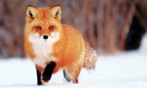 狐狸的生活习惯，详解宠物狐狸的生活习性