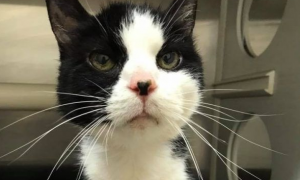 20岁黑白猫因失明肾衰乱尿尿 被送收容所弃养