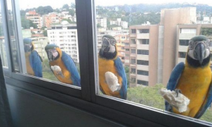 窗外的小访客有哪些呢？ 一起来看外国友人的鸟朋友