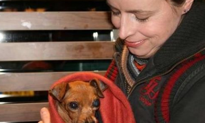 繁殖犬被关小笼子中12年终于得救 却失去双眼