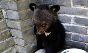 西安男子生日当天，一不小心在秦岭捡到“熊孩子”
