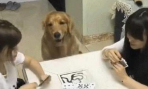 狗狗看着玩牌，接下来的行为，让众人笑喷啦