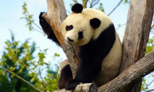 关于国宝大熊猫的，五点冷知识，看你知道几个？