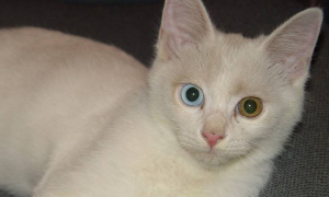 你知道白猫眼睛一蓝一黄价格吗？