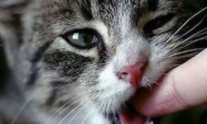 猫打狂犬疫苗了被猫抓伤了怎么办？