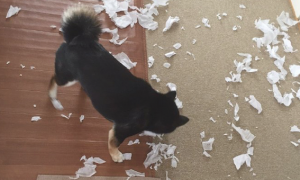 柴犬在家里把纸撕逼撕得到处都是，还向主人家显摆：够你整理一整天了呢