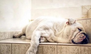 狗狗睡姿反映性情，家里毛孩是哪一种？