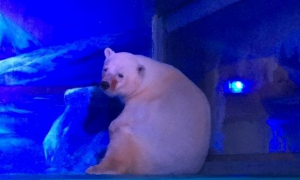 养出悲伤北极熊还扩建 广州恶商场将引进熊猫