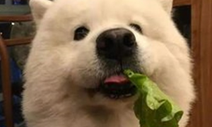 狗狗吃啥蔬菜润肠？如何润肠？