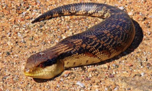 日本名蛇——野槌蛇