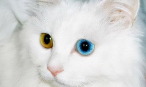常见的异瞳猫品种有哪些？