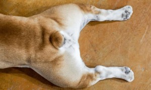 狗狗钙的缺失成o型腿多长时间能修复，注意这些细节