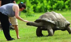亚达伯拉象龟需要常泡澡吗
