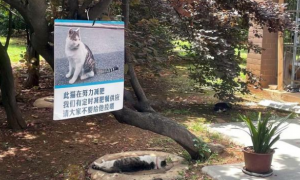 流浪猫因太胖被挂牌，禁止学生投喂，网友：吃了没文化的亏！