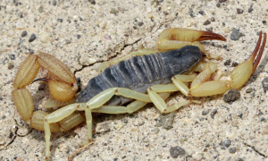 蝎子和捕鸟蛛两大著名的毒虫，如何用数据证明它们谁更“能打”