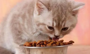 金赏猫粮是毒猫粮吗？怎么看是不是毒猫粮？