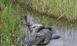 美国湿地公园“缅甸巨蟒”泛滥，专家放出短吻鳄捕杀它们！