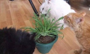 猫为什么要吃草？科学家：吃植物是一种本能，利于进化！