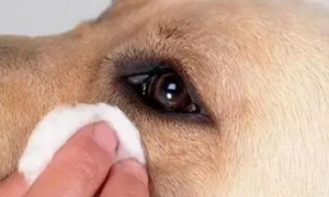 狗狗有泪痕是什么原因？有没有想了解的！