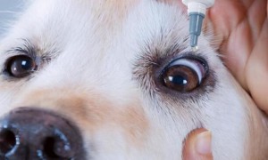 狗狗泪痕引发的原因和治疗？