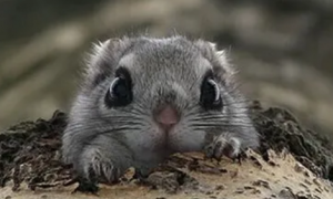 日本小鼯鼠的生活习性？