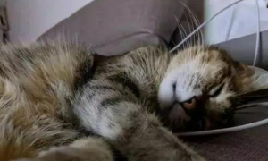 猫咪在睡梦中离世，主人整理猫砂盆时泪流不止：是你留下的心意吗
