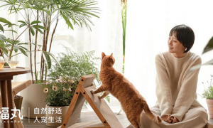 福丸猫砂——助力猫咪成长