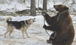 狗狗激怒大熊被欺负，狂妄自大喊来2个小伙伴