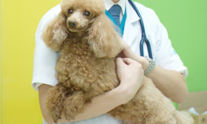 乐巢宠物医院：守护您的宠物健康与幸福
